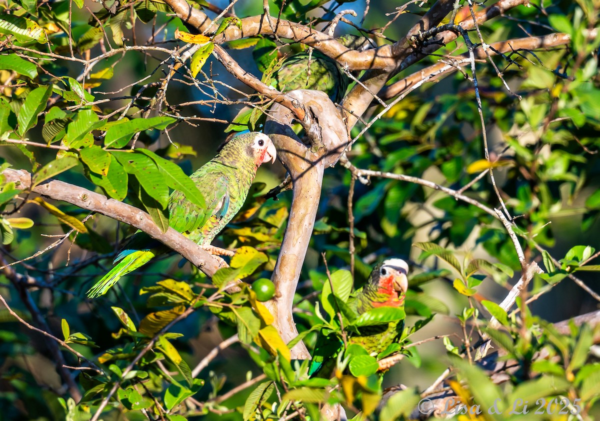 Кубинский амазон (leucocephala) - ML632364108