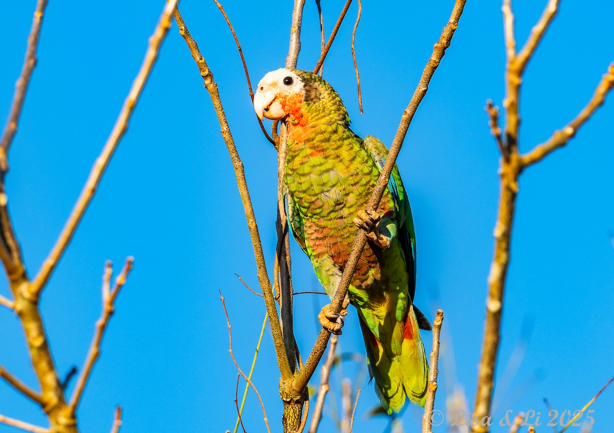 Кубинский амазон (leucocephala) - ML632364109