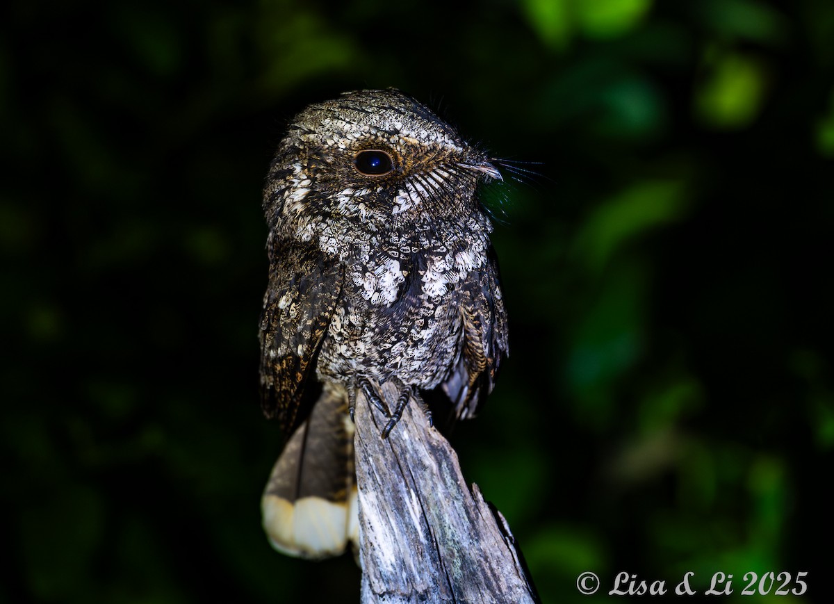 Cuban Nightjar - ML632364116