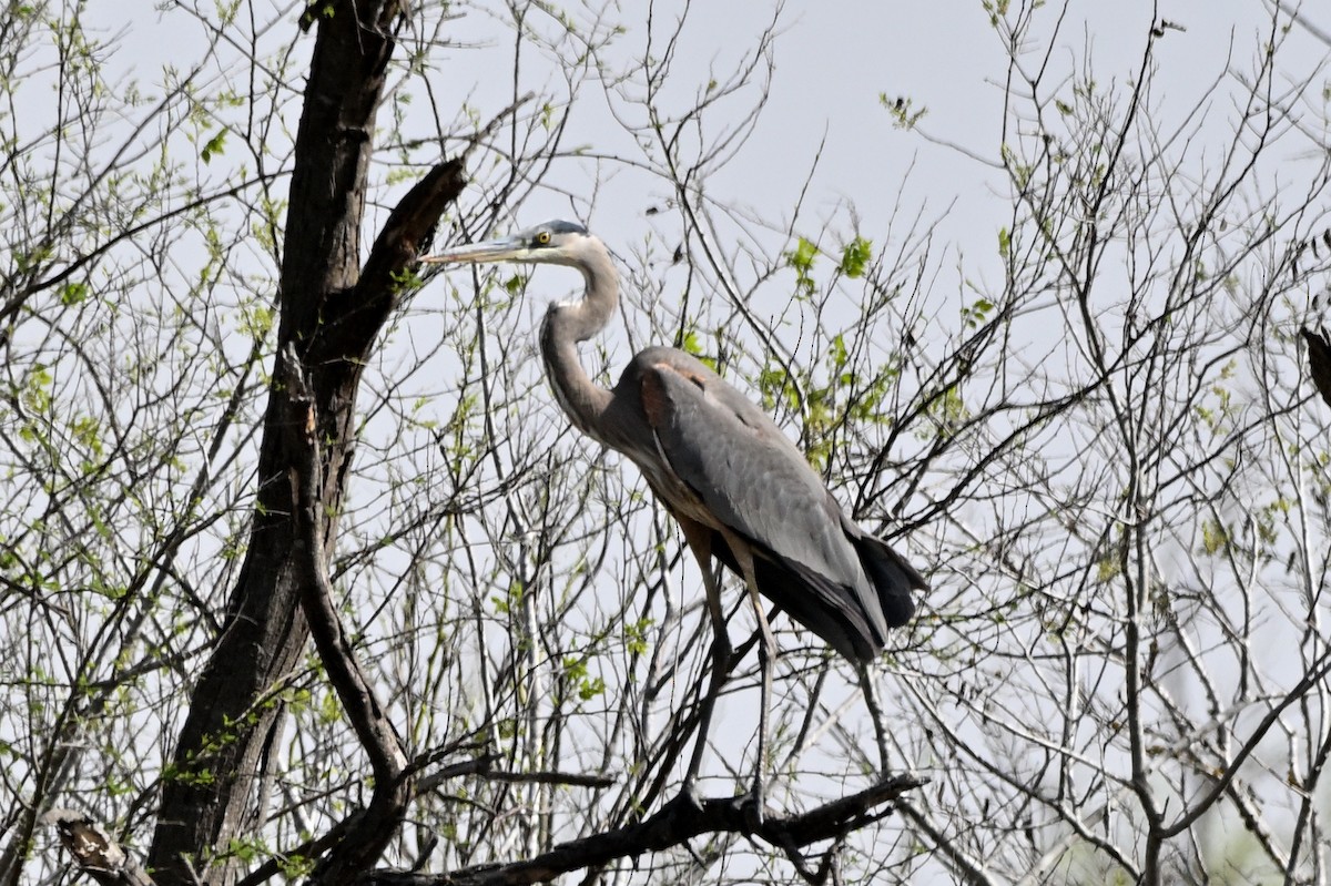 Great Blue Heron (Great Blue) - ML632364336