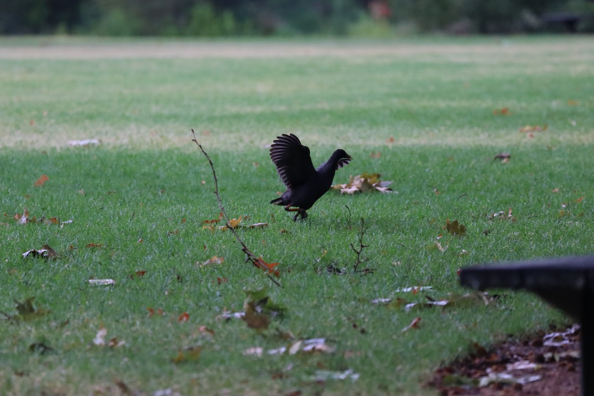 Dusky Moorhen - ML632364421