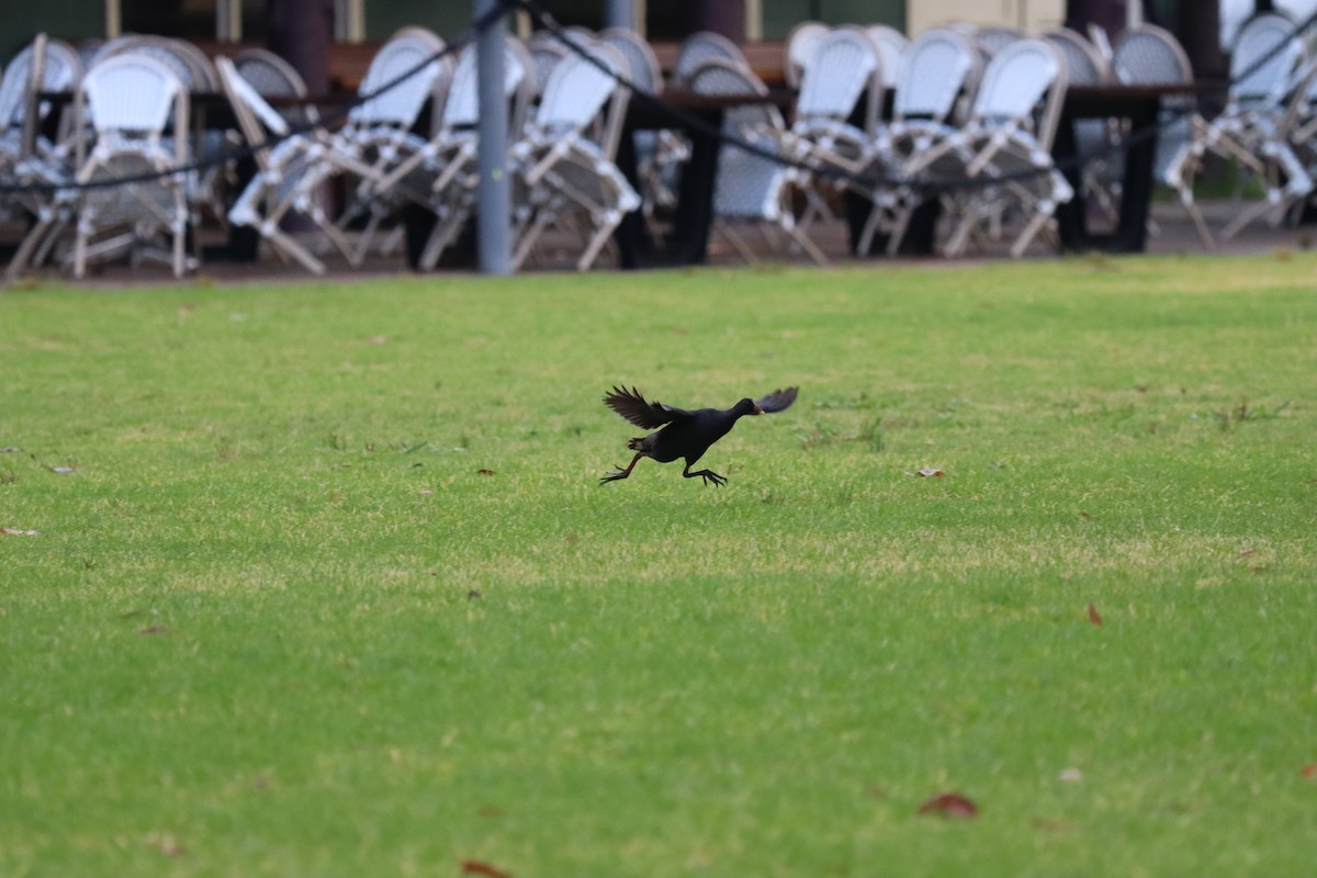 Dusky Moorhen - ML632364422