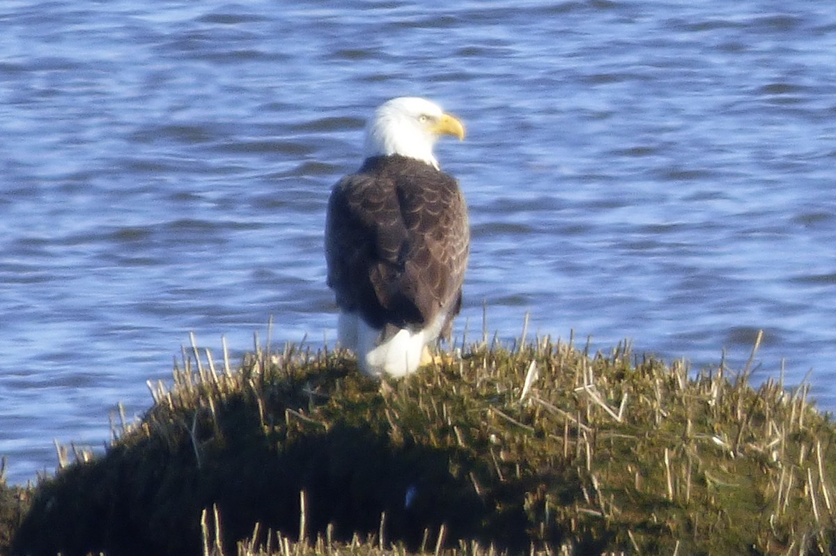 Bald Eagle - ML632364598