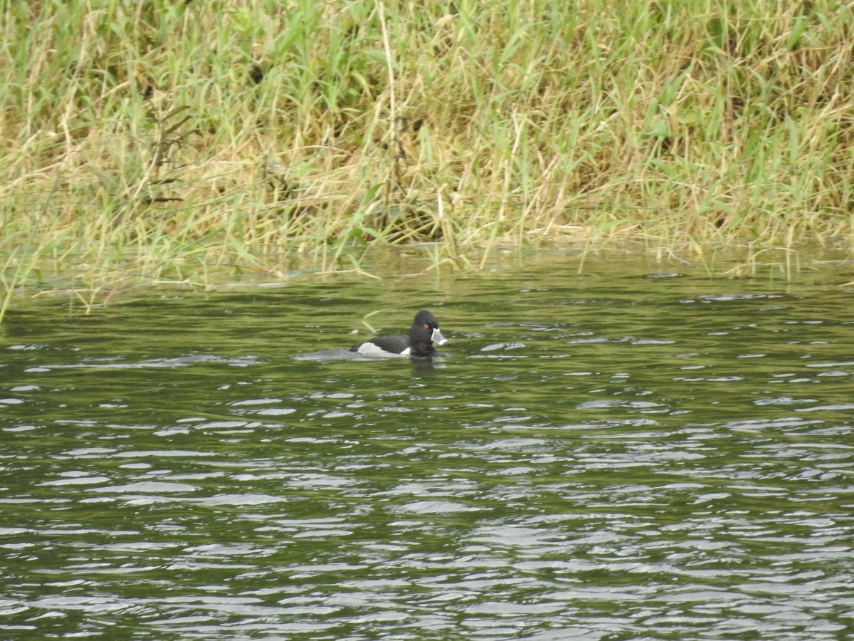 Ring-necked Duck - ML632364683