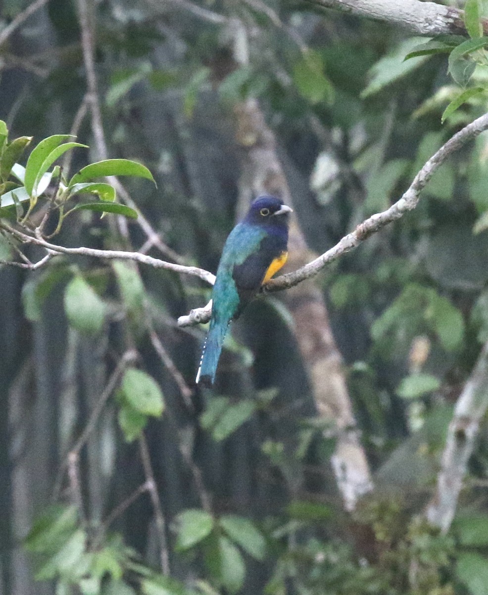 amazontrogon - ML632364686