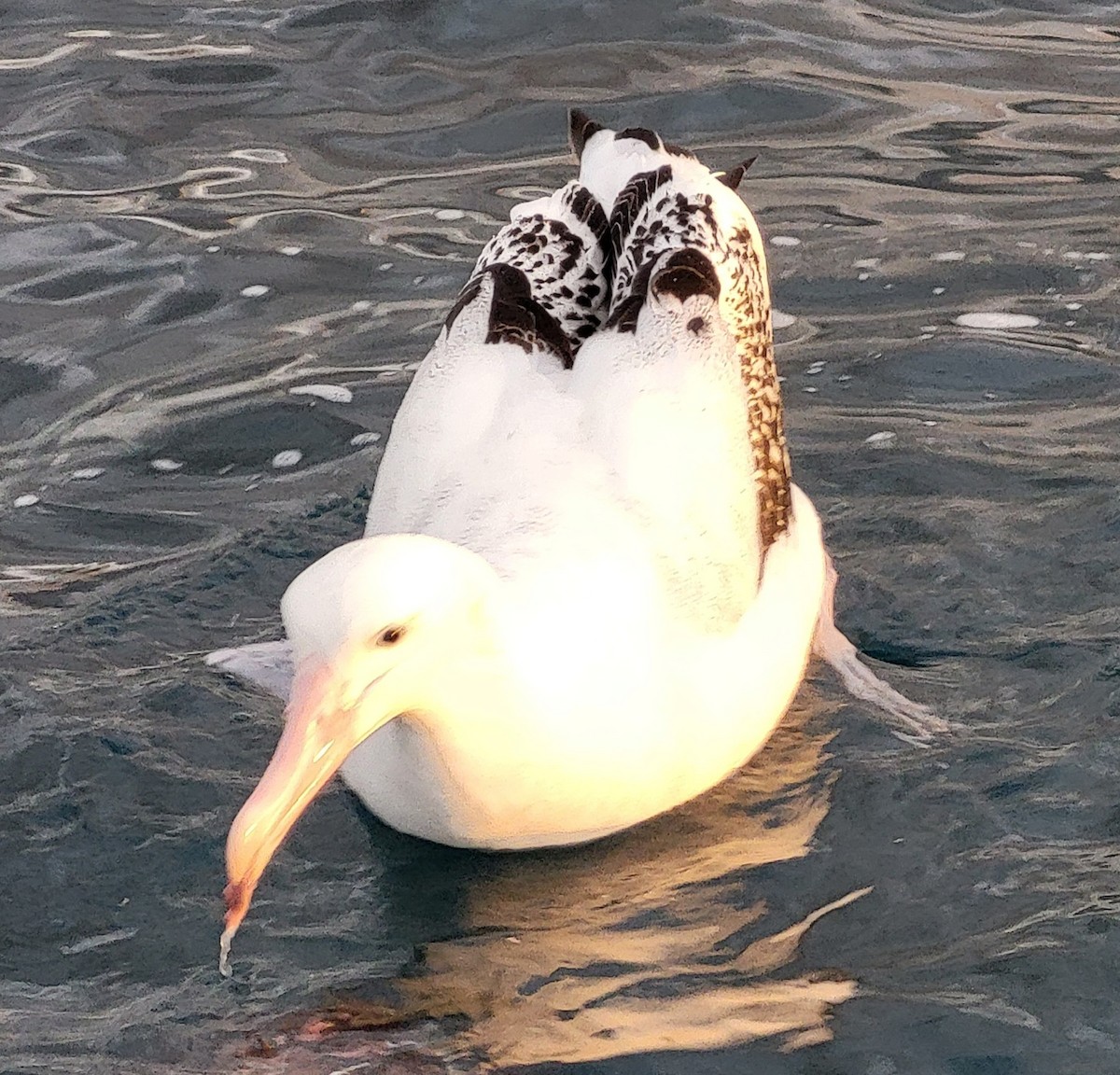 Snowy Albatross - ML632364711