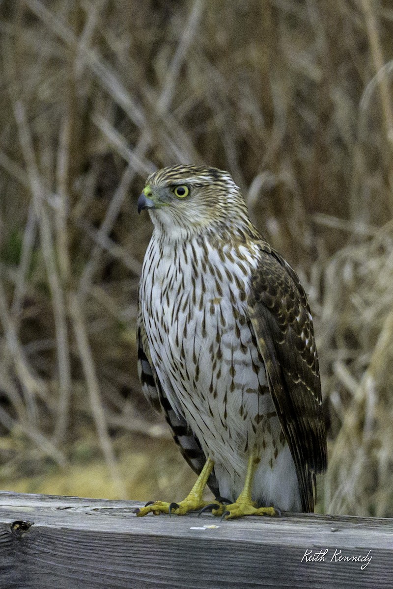 Cooper's Hawk - ML632364720
