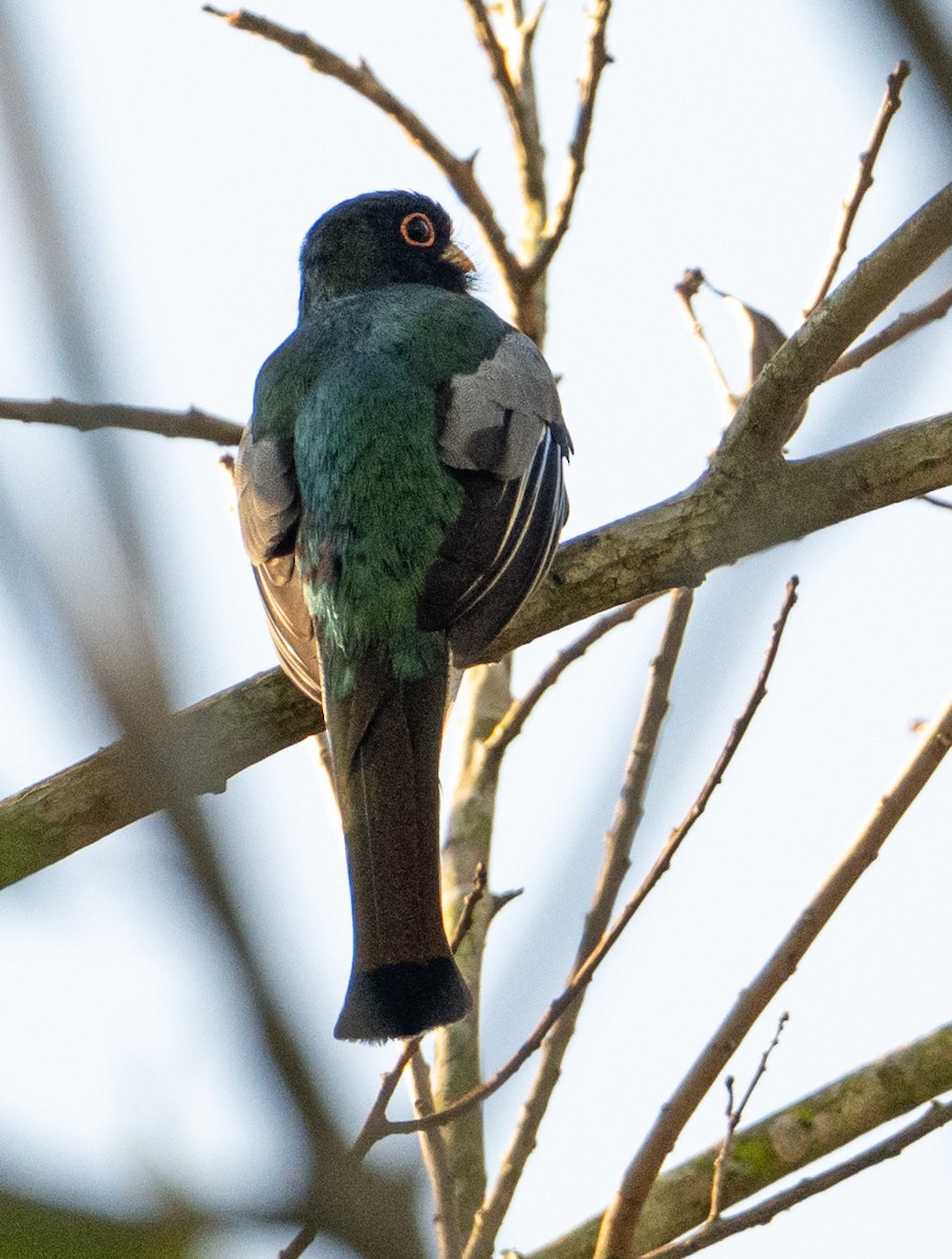 Elegant Trogon - ML632364753