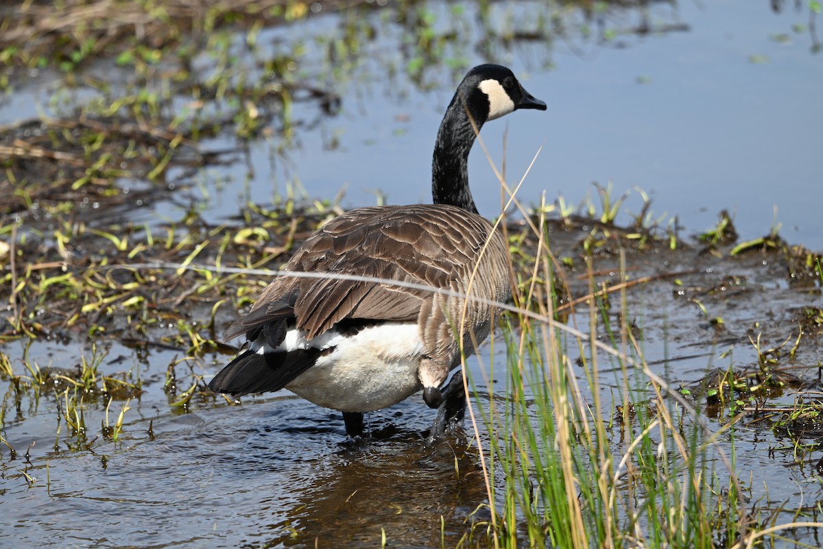 Canada Goose - ML632364768