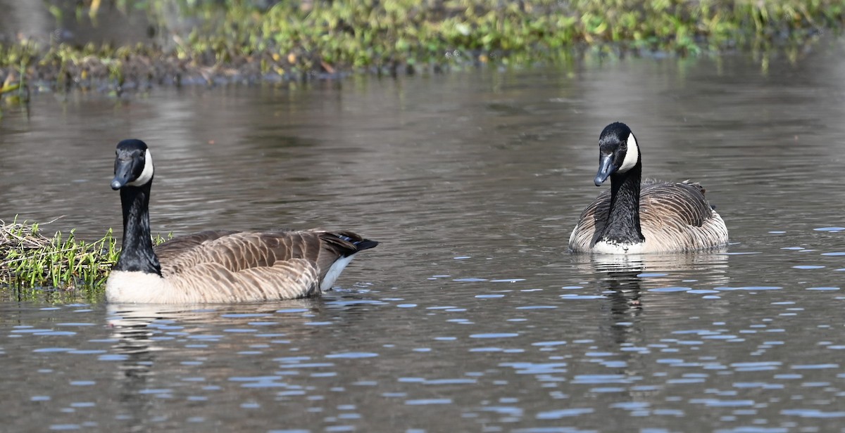 Canada Goose - ML632364774