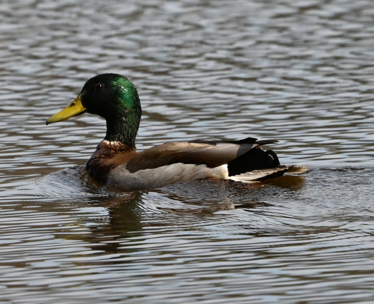 Mallard - ML632364781