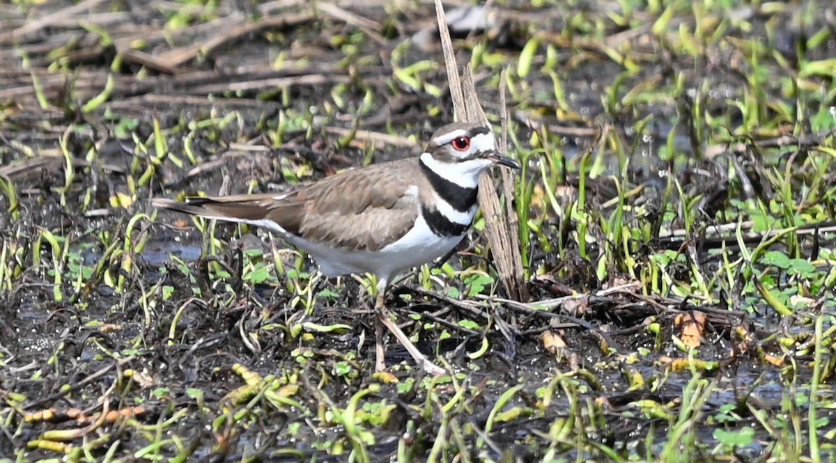 Killdeer - ML632364794