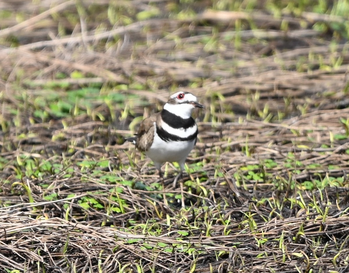 Killdeer - ML632364800