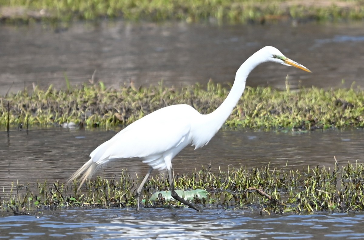 Great Egret - ML632364819