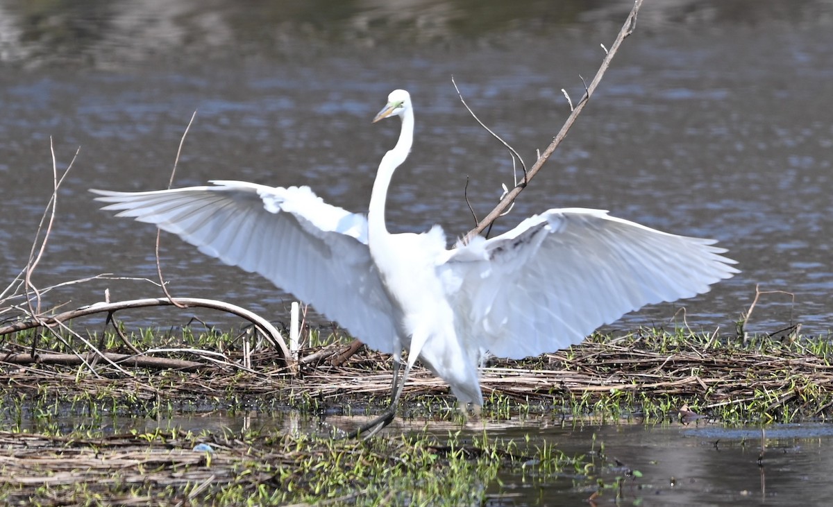Great Egret - ML632364829