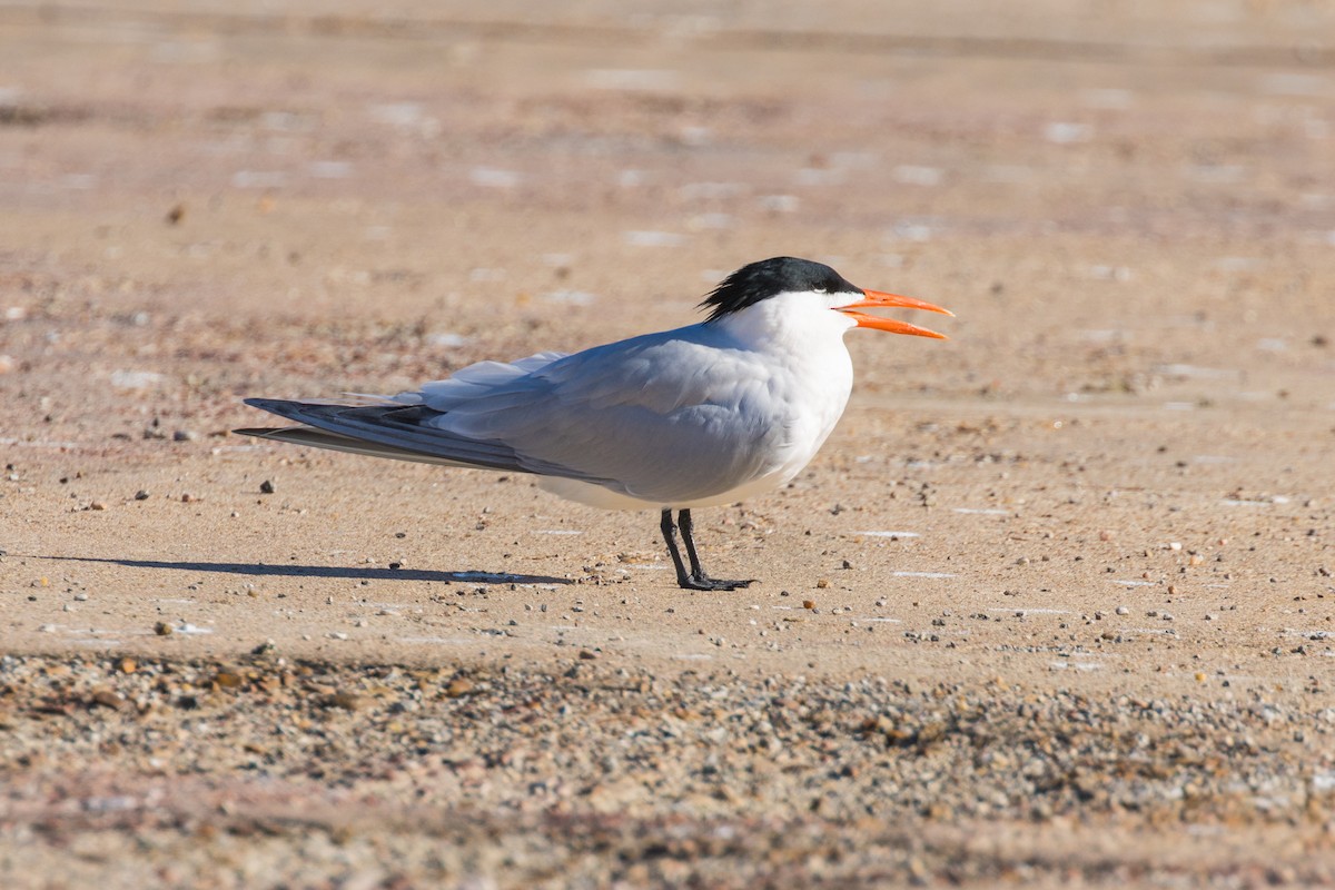 Royal Tern - ML632364858