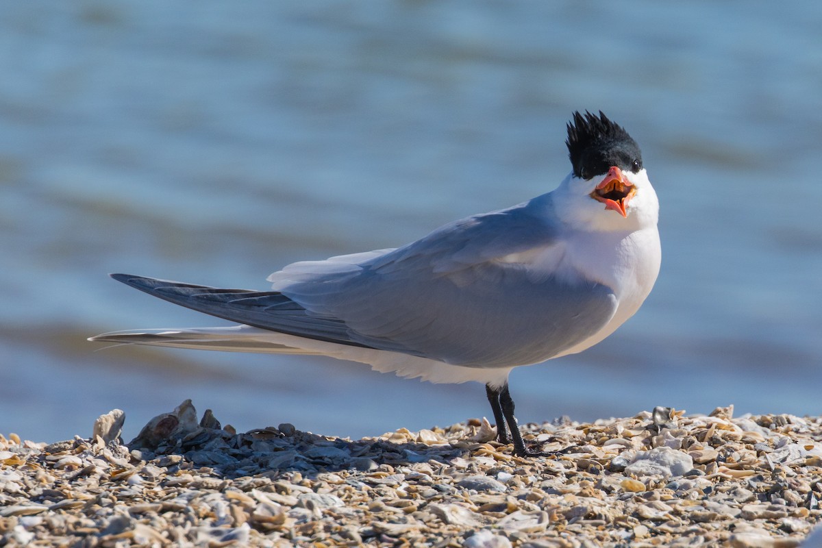 Royal Tern - ML632364859