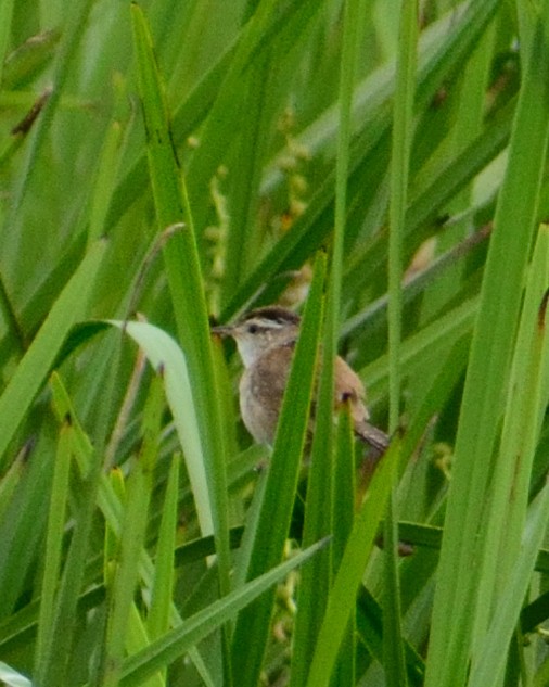 Marsh Wren - ML632364863