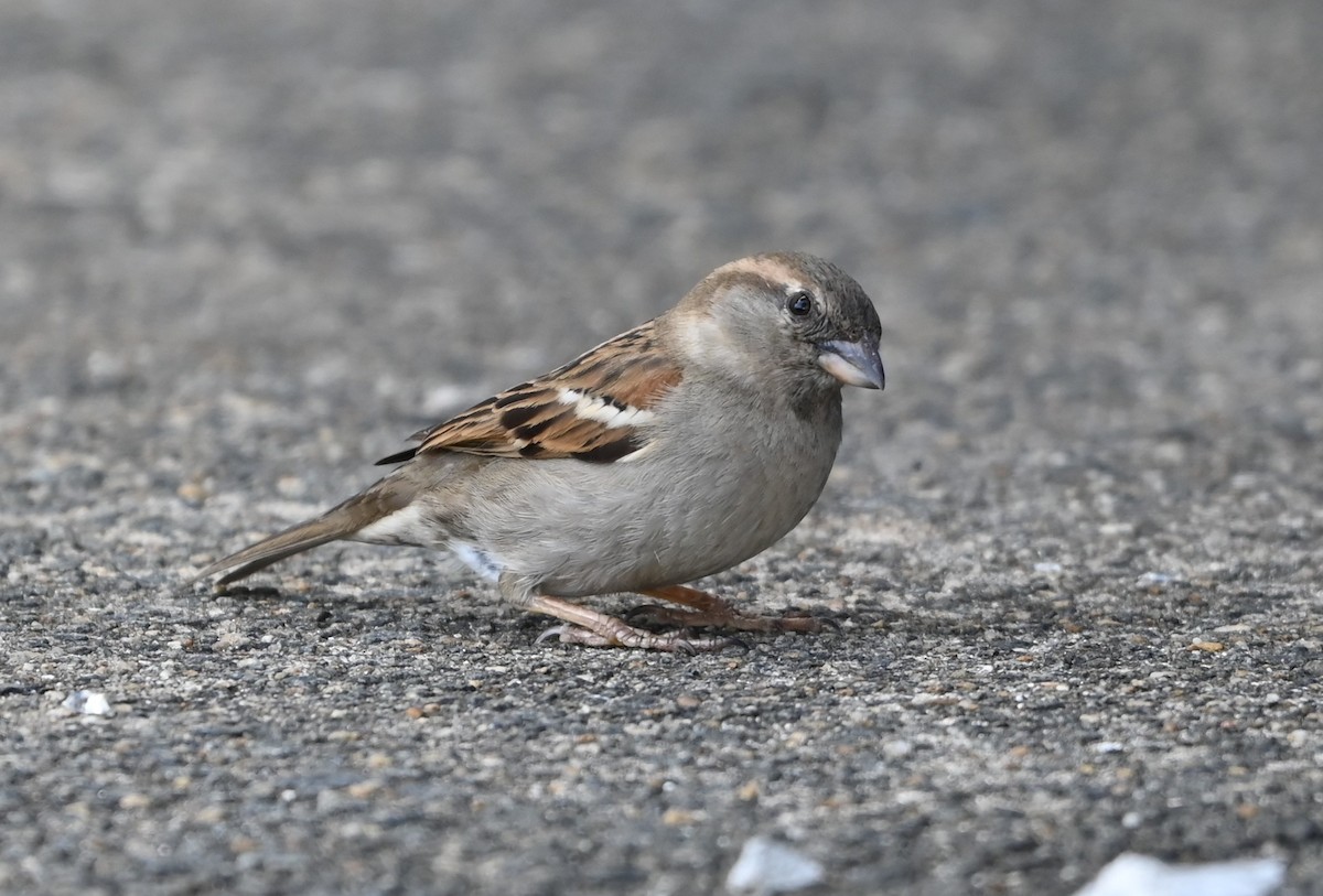 House Sparrow - ML632364864