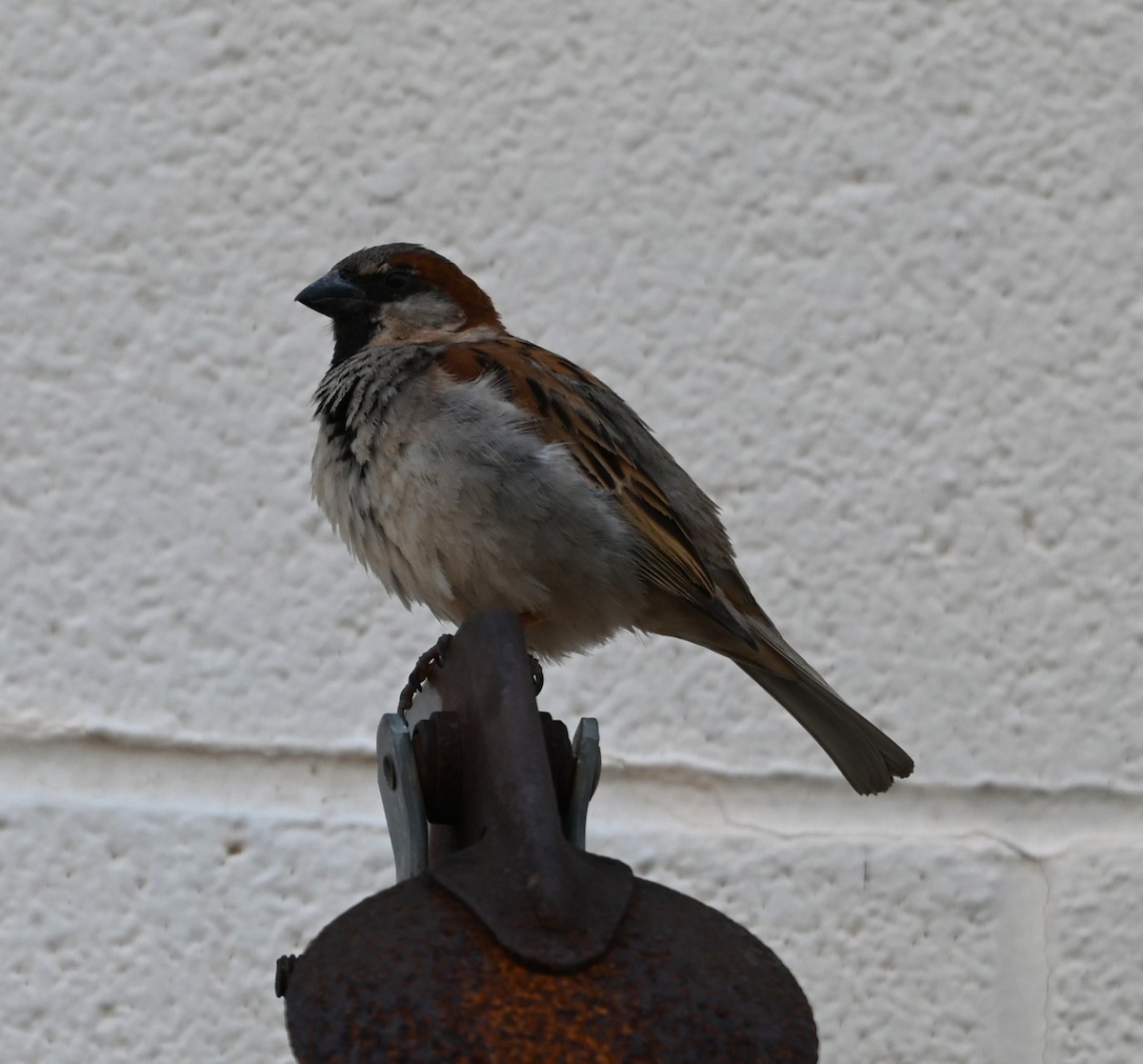 House Sparrow - ML632364894