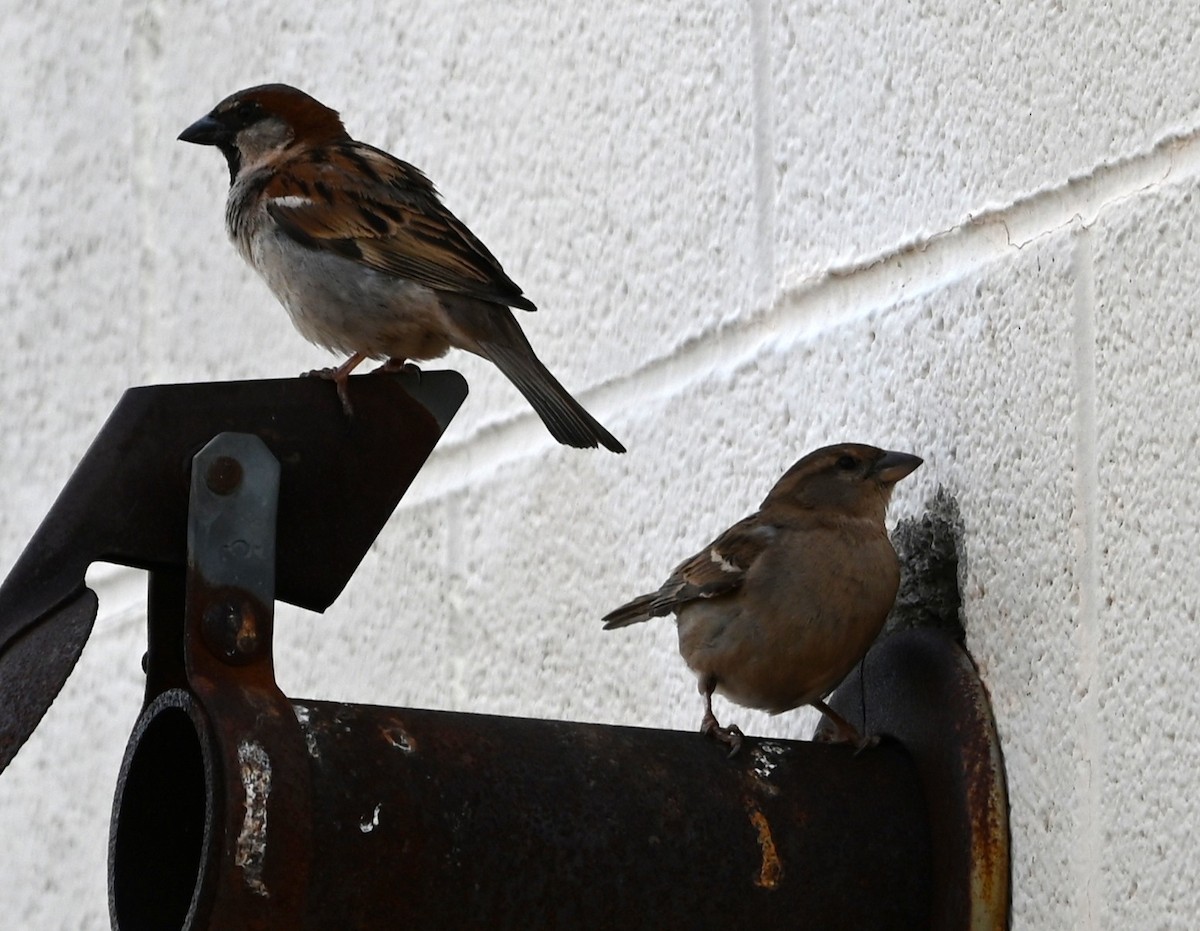 House Sparrow - ML632364934