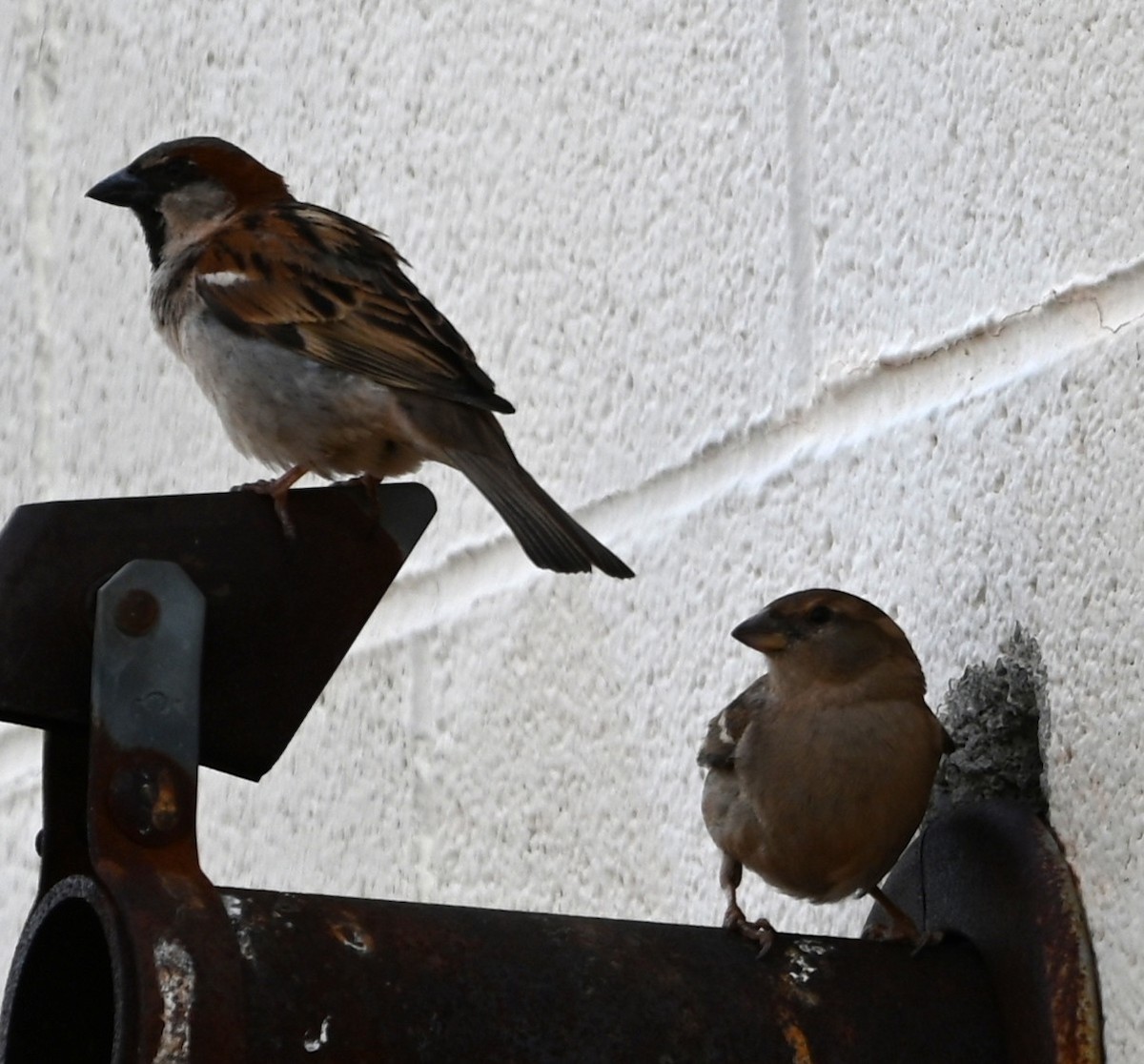 House Sparrow - ML632364955