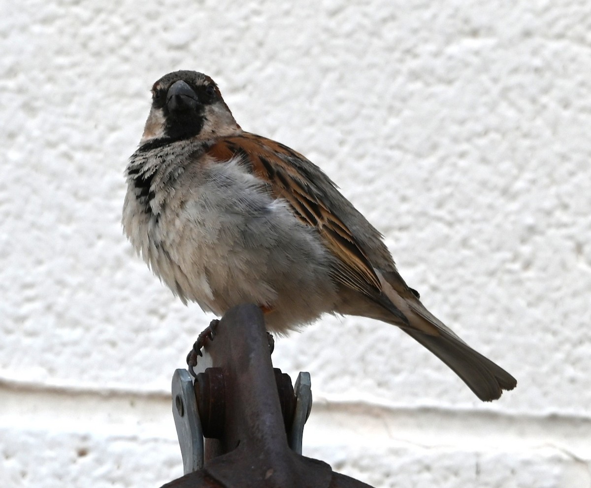 House Sparrow - ML632364964