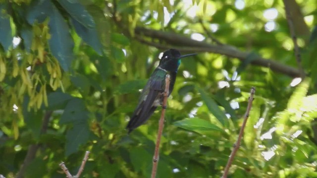 Rivoli's Hummingbird - ML632364970