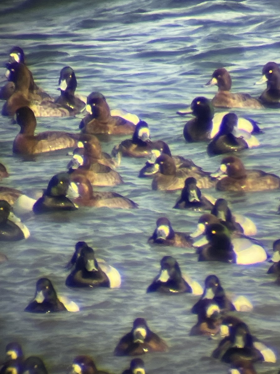Greater Scaup - ML632365005
