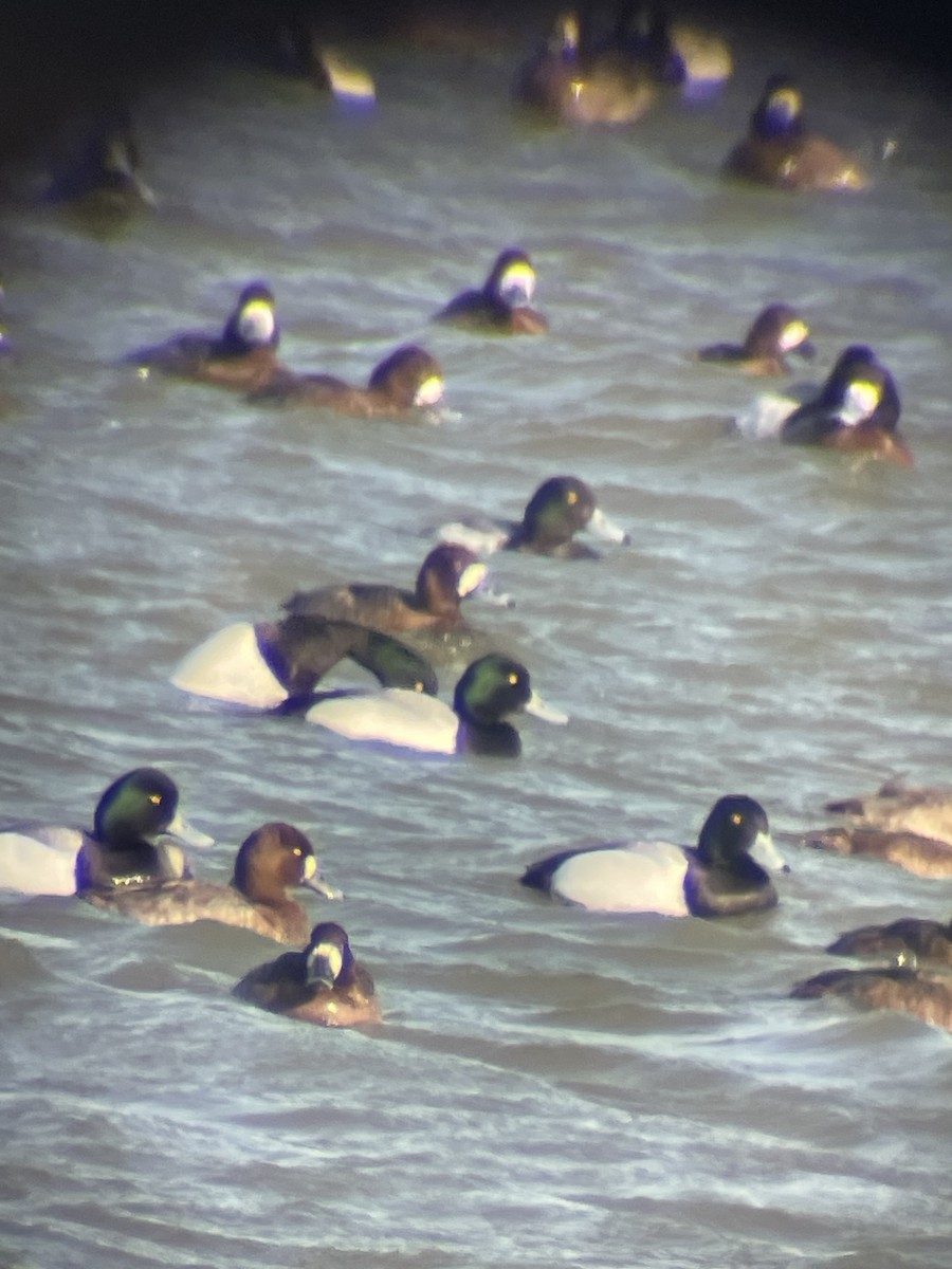 Lesser Scaup - ML632365019