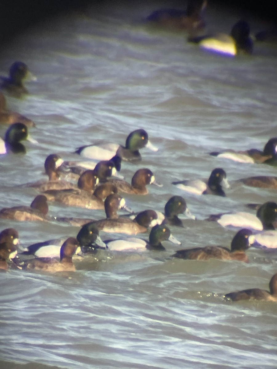 Lesser Scaup - ML632365020