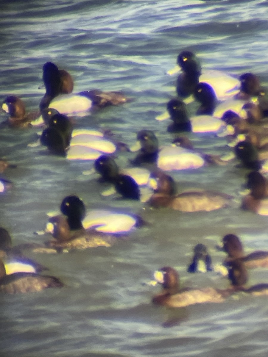 Lesser Scaup - ML632365021