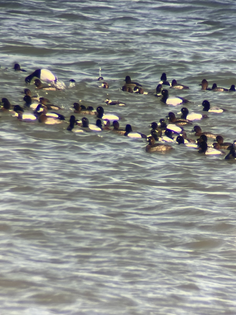 Long-tailed Duck - ML632365038
