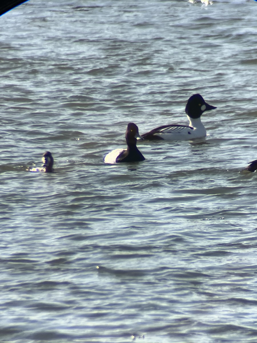 Common Goldeneye - ML632365043