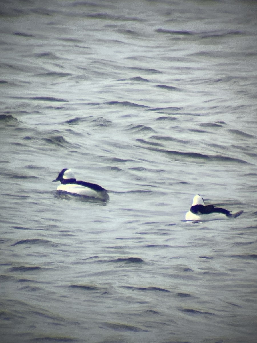Bufflehead - ML632365106