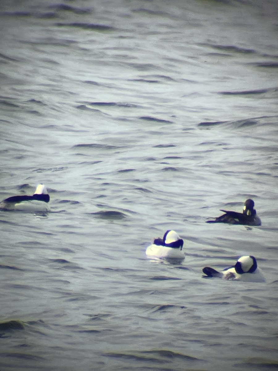 Bufflehead - ML632365108