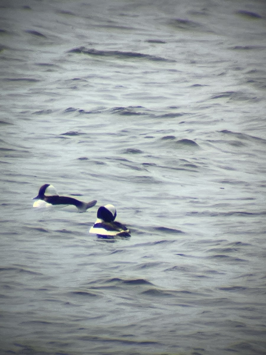 Bufflehead - ML632365109