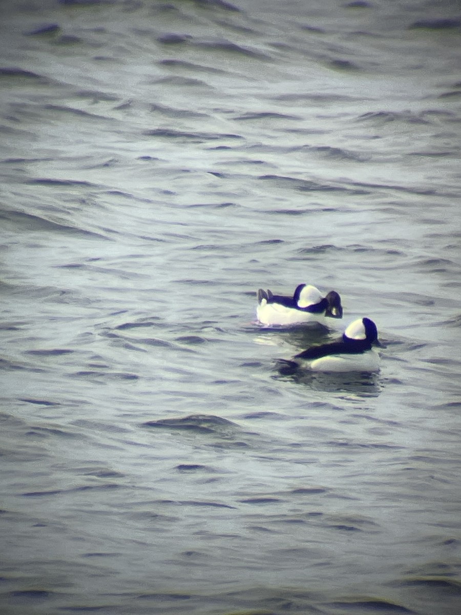 Bufflehead - ML632365110