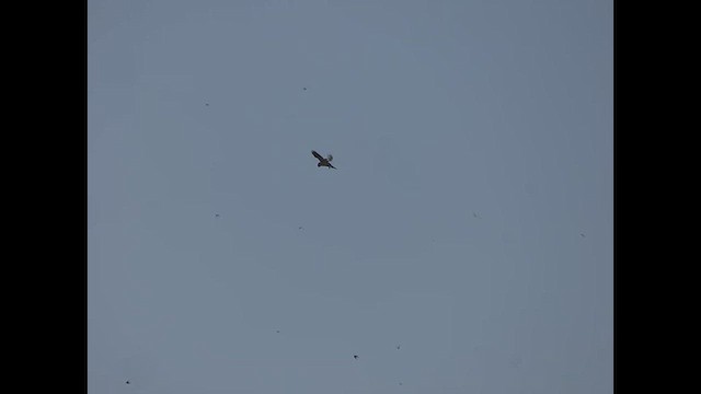 White-tailed Kite - ML632365318
