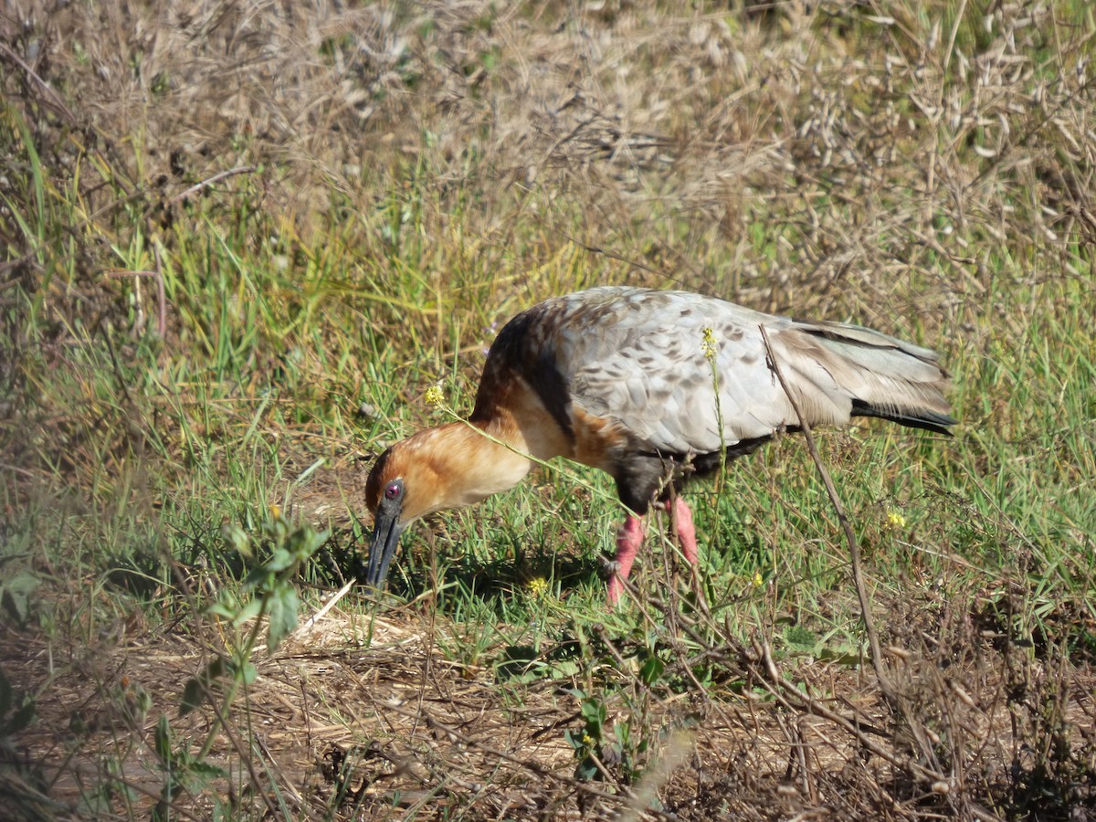 Black-faced Ibis - ML632365347