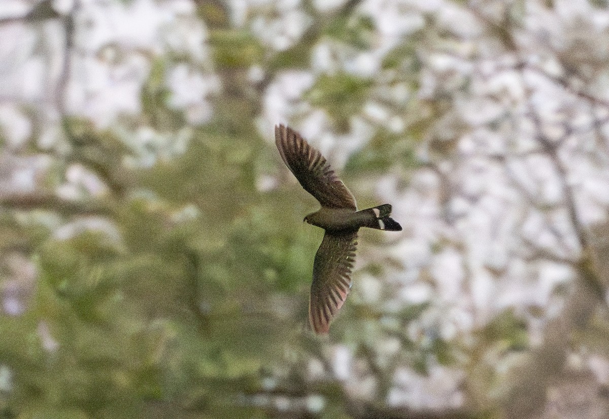 Band-tailed Nighthawk - ML632365396