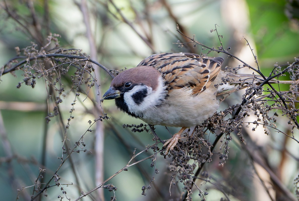 Eurasian Tree Sparrow - ML632365434