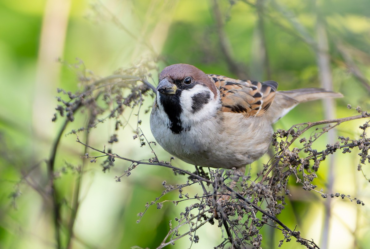 Eurasian Tree Sparrow - ML632365436