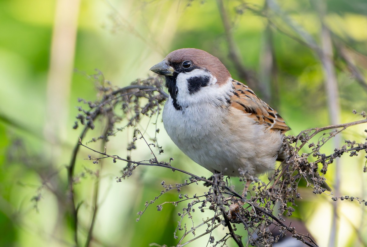 Eurasian Tree Sparrow - ML632365437