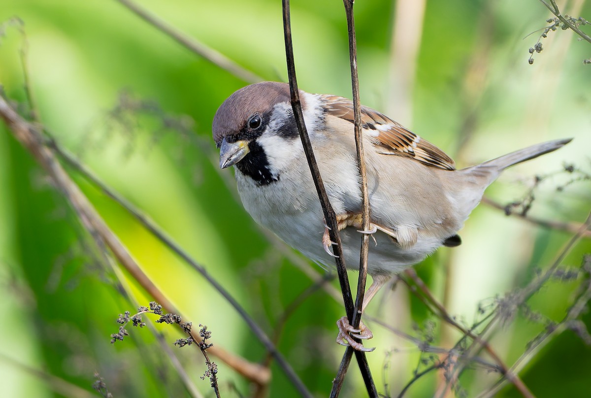 Eurasian Tree Sparrow - ML632365438