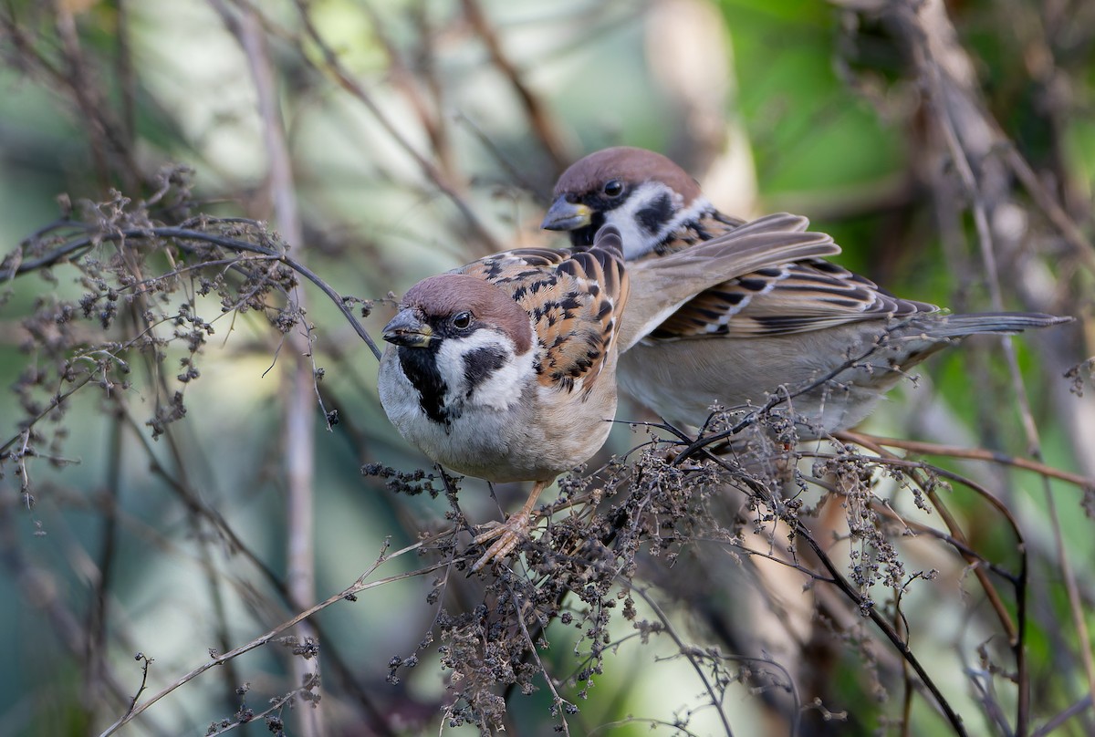 Eurasian Tree Sparrow - ML632365441