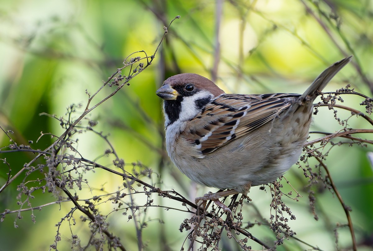 Eurasian Tree Sparrow - ML632365443