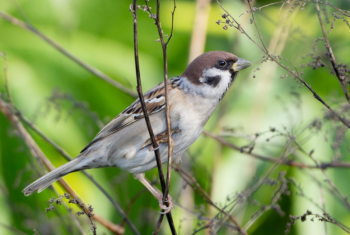 Eurasian Tree Sparrow - ML632365445
