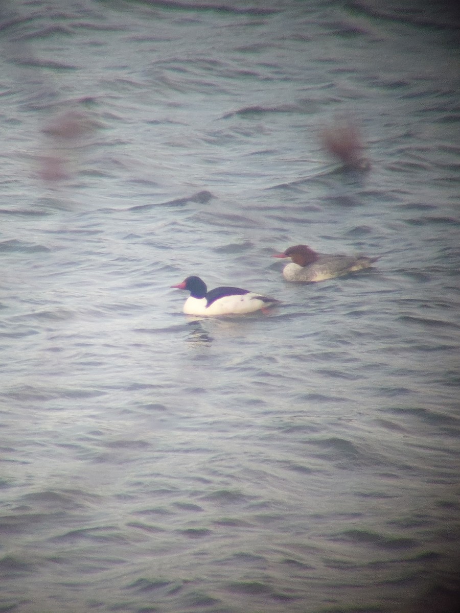 Common Merganser - ML632365470