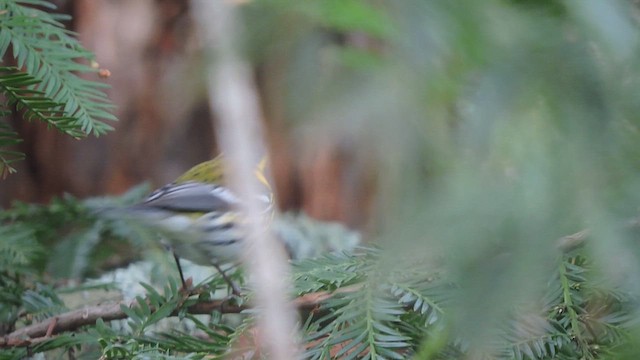 Townsend's Warbler - ML632365472